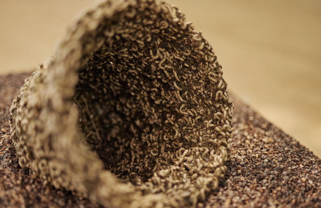 Photosynthesising Flowerpots