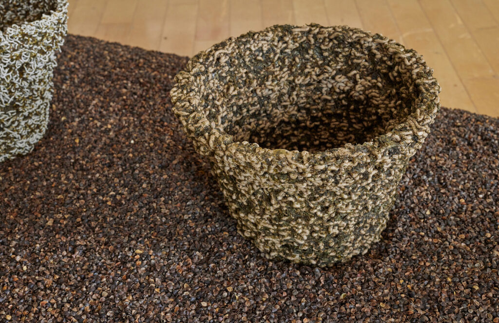 photosynthesisingFlowerpotshongo09